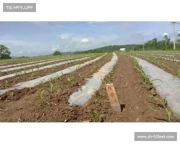 高尔夫球可降解材料研究取得突破 玉米基材料成功完成实验室测试 高尔夫球可降解材料研究取得突破 玉米基材料成功完成实验室测试
